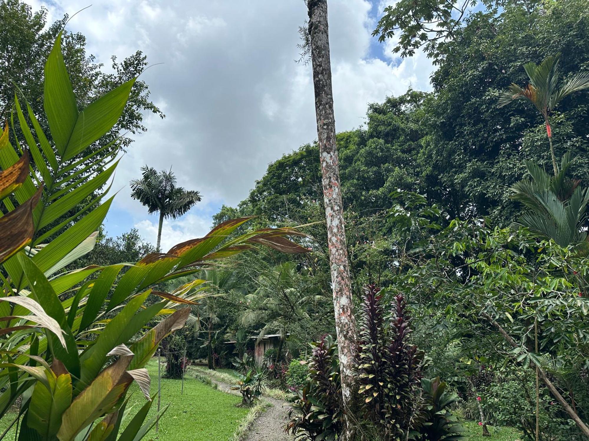 Casa Rio Blanco Eco Friendly B&B Guápiles Eksteriør bilde