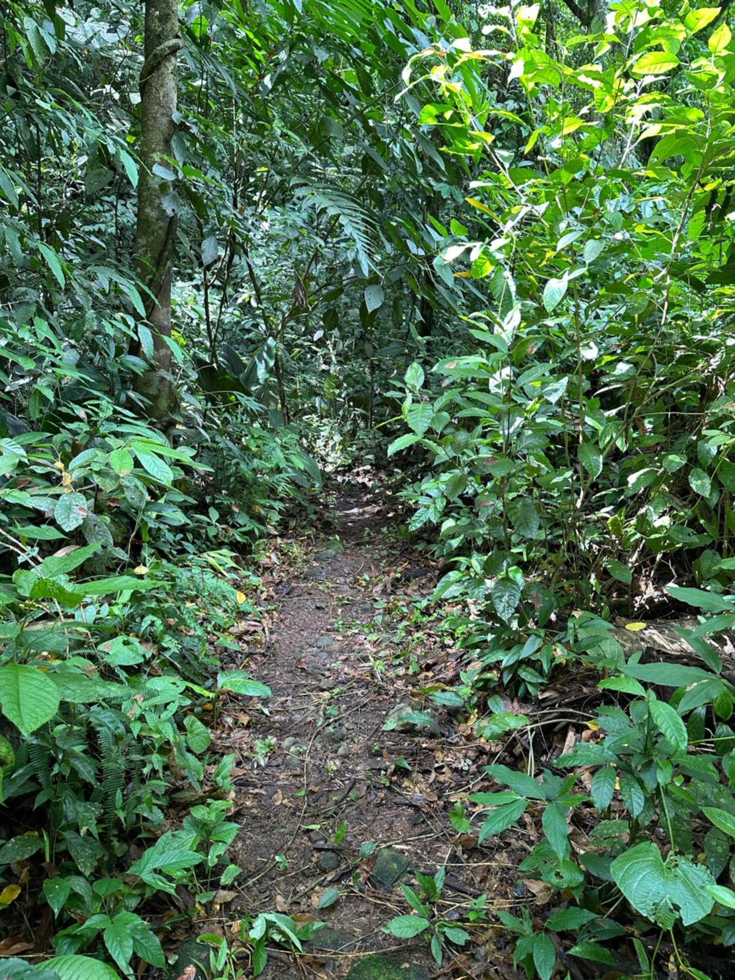 Casa Rio Blanco Eco Friendly B&B Guápiles Eksteriør bilde