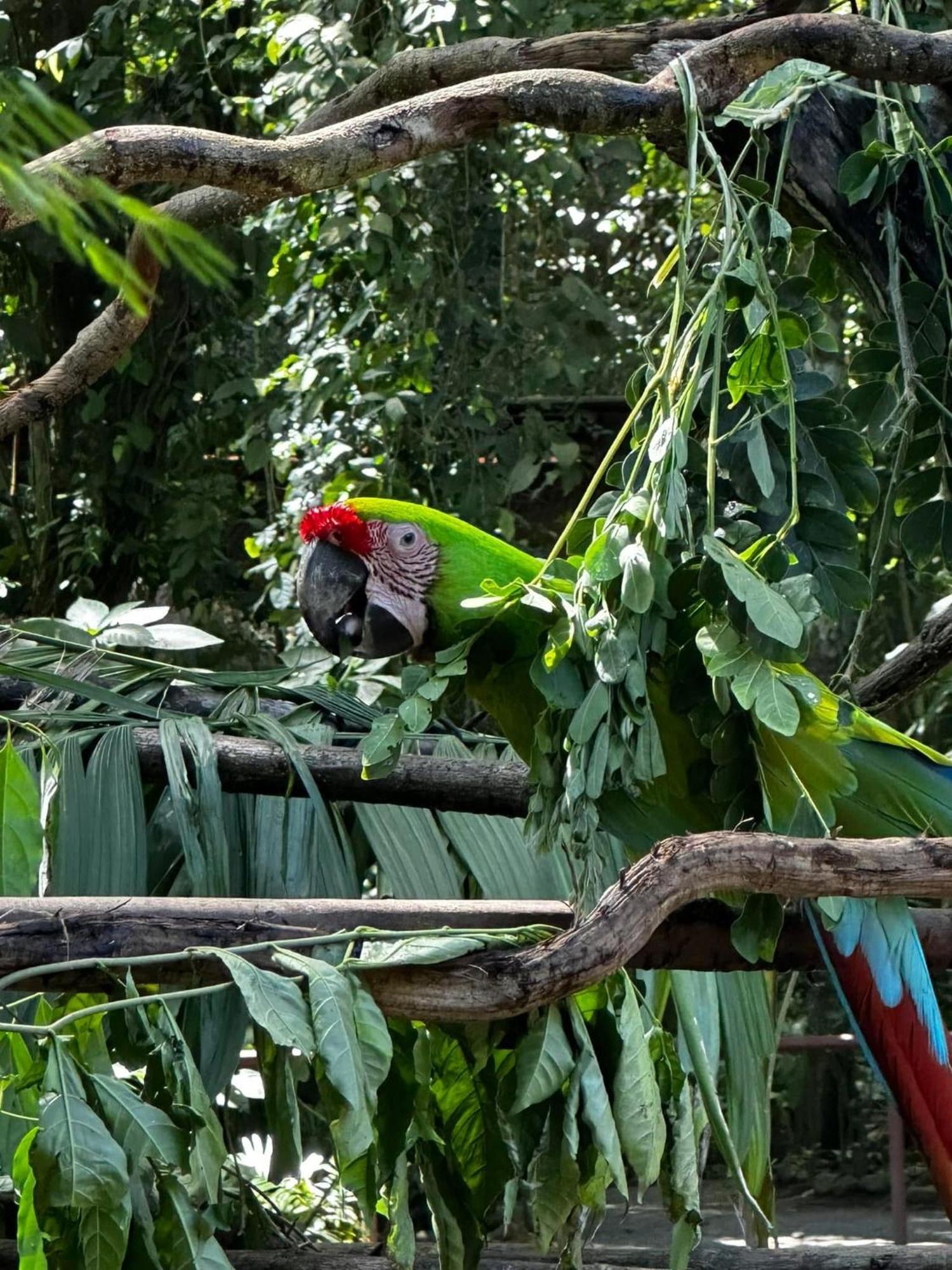 Casa Rio Blanco Eco Friendly B&B Guápiles Eksteriør bilde